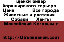 щенки бивер йоркширского терьера › Цена ­ 8 000 - Все города Животные и растения » Собаки   . Ханты-Мансийский,Когалым г.